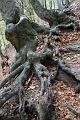 Tessiner Buchenwald (16)